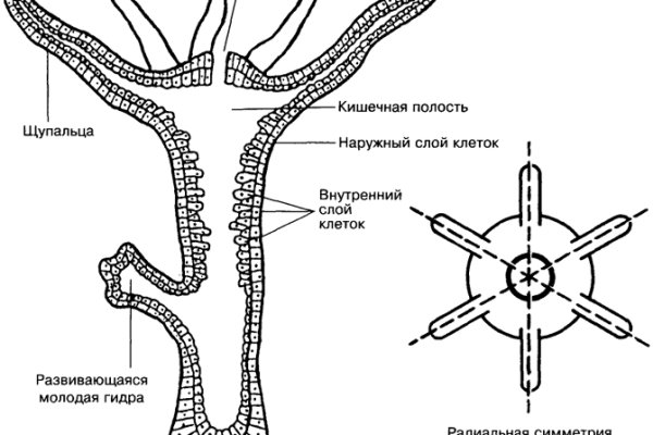 Кракен 16